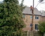 Trees chopped in nesting season on Poets estate Swinton